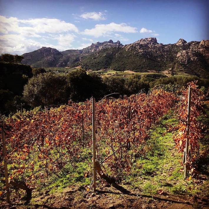 Chambre d’hôte pour 2 personnes, avec vue et jardin à Arzachena - 3