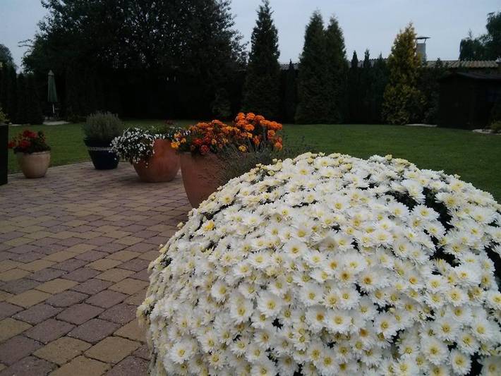 Ferienwohnung für 3 Personen, mit Garten und Terrasse, mit Haustier in Rheinebene - 3
