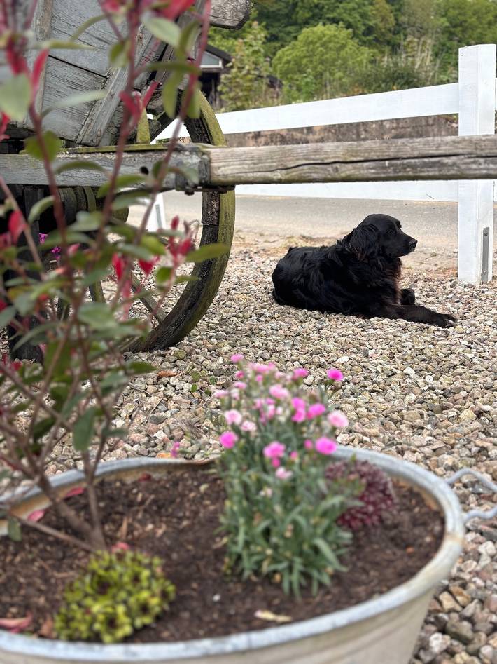 Bauernhof für 6 Personen, mit Garten, mit Haustier in Eider-Treene-Sorge - 3