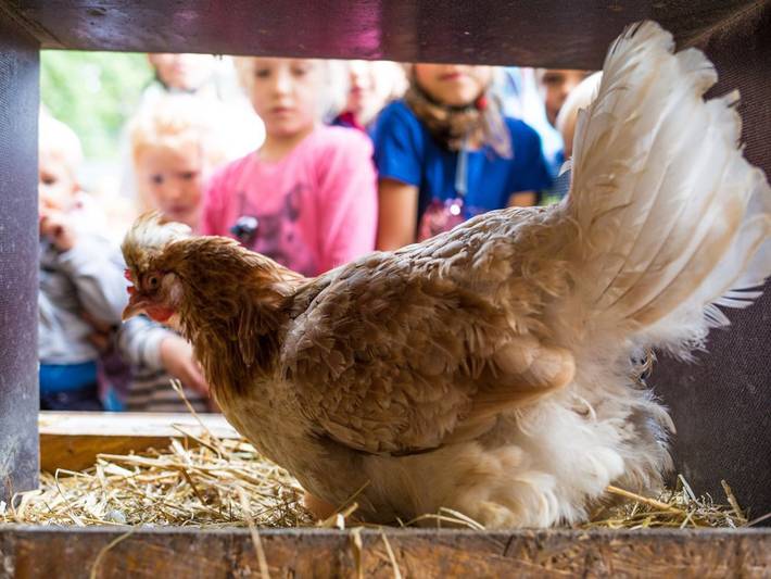 Bauernhof für 3 Personen, mit Garten und Balkon, kinderfreundlich in Burg auf Fehmarn und Umgebung - 4