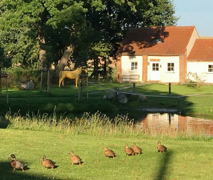 Ferienhaus für 2 Personen, mit Terrasse, mit Haustier in Mecklenburgische Schweiz - 4
