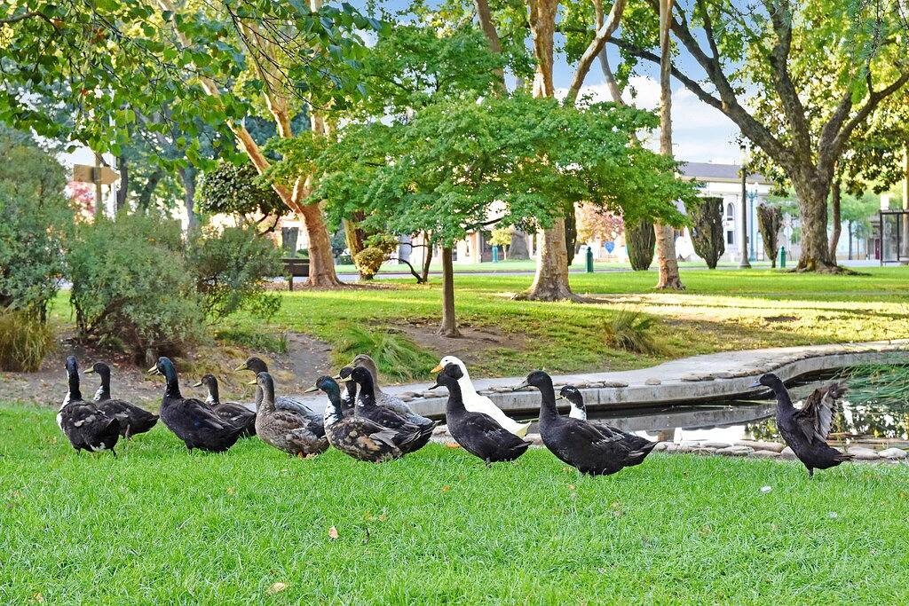Historischer Bungalow, 3 Blocks vom Sonoma Plaza, High-End-Oberflächen. Fahrräder inklusive in Sonoma, California North Coast