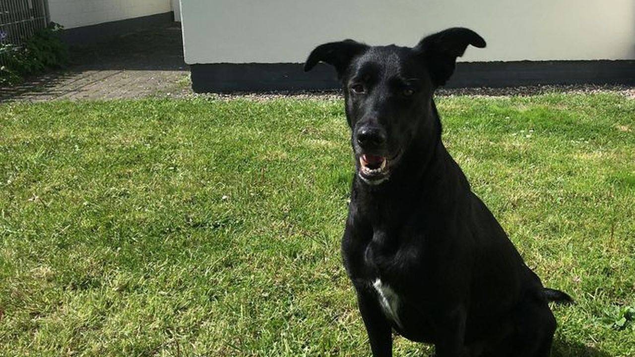 Ganze Ferienwohnung, Ferienwohnung für 4 Personen (70 m²) in Westerdeichstrich in Stinteck, Westerdeichstrich