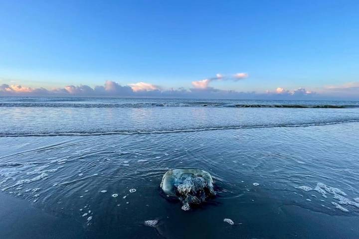 Location de vacances pour 15 personnes, avec jardin ainsi que sauna et vue, animaux acceptés dans Plage du Perroquet - 3
