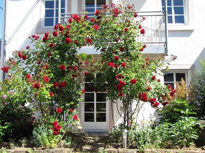 4-Bettwohnung Nr. 1 in Bettenfeld, Bernkastel-Kues & Umgebung
