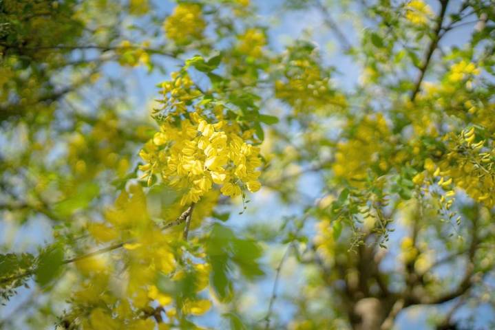 Maison d’hôte pour 2 personnes, avec jardin à Kinsale - 3