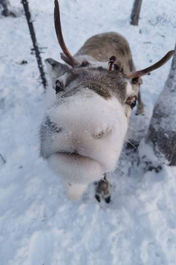 Ferienhaus für 6 Personen in Lappland (Schweden), Norrbotten, Bild 4