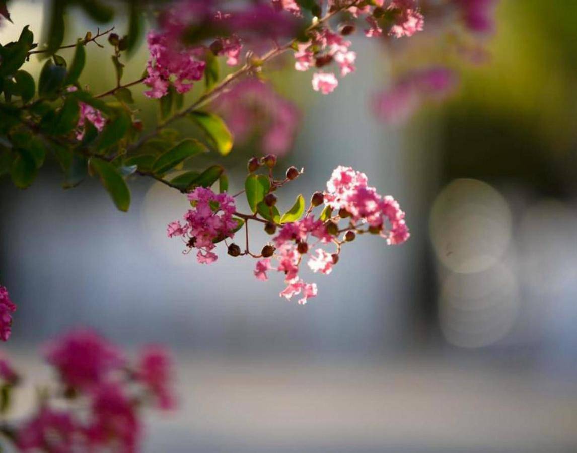 Peperosa Rooms and Events - Peaceful countryside escape with pool, private parking, just minutes from the sea, Anzio and Nettuno in Nettuno, Provincia di Roma
