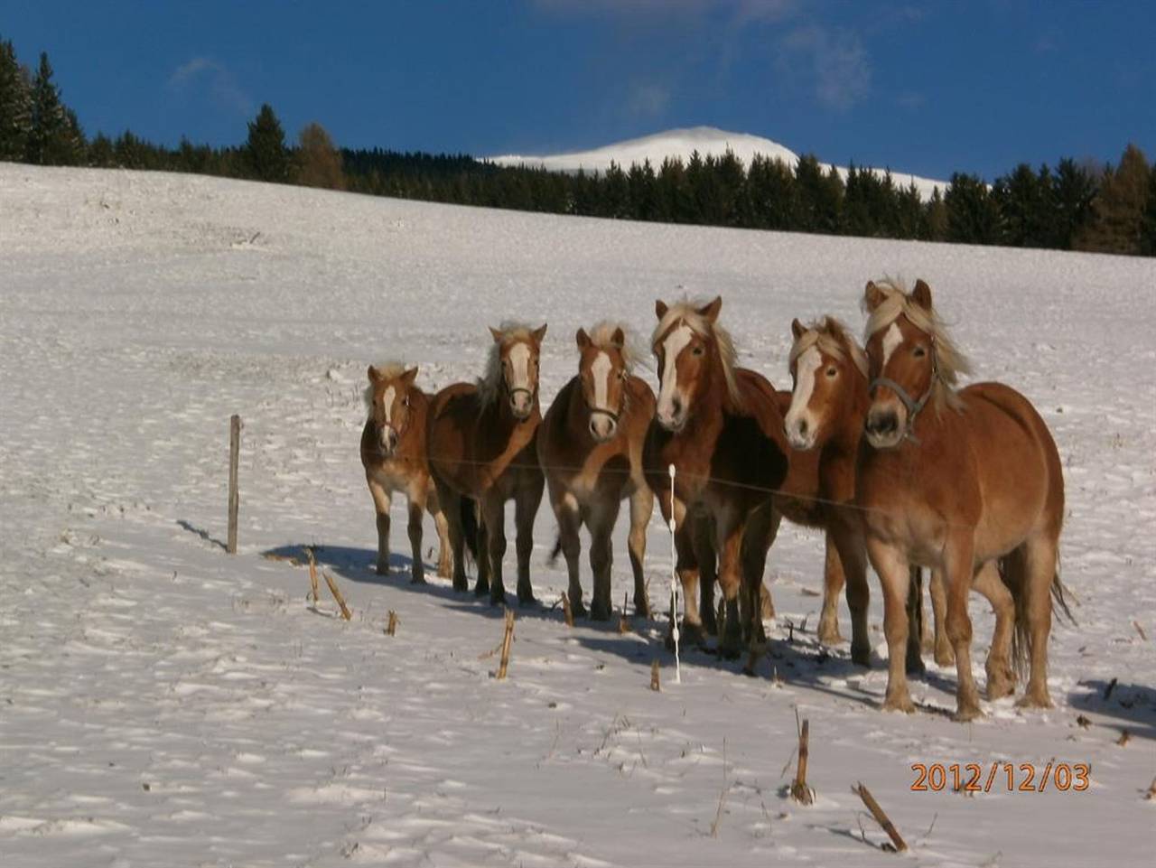 Reitbauernhof Ferner - Doppelzimmer mit Dusche, Wc in Mühlen, Lavanttaler Alpen
