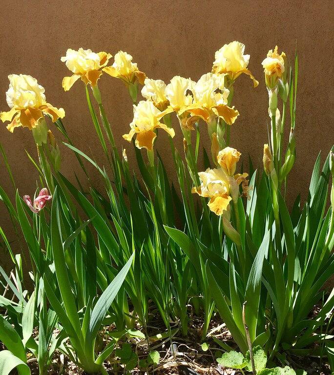 Historisches Haus des Taos-Künstlers - Charmantes Ambiente und beste Lage! in Taos, Taos County