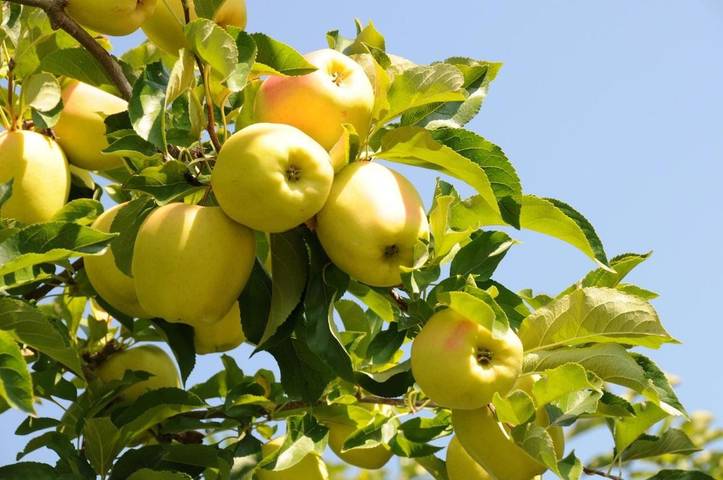 Gîte pour 4 personnes, avec jardin et vue, adapté aux familles à Cles - 4