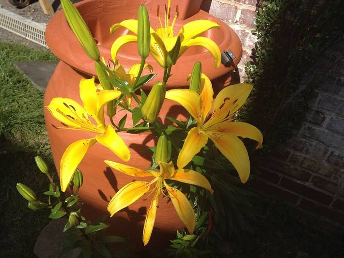 Appartement de vacances pour 3 personnes, avec jardin, animaux acceptés