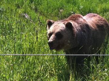 Glamping for 7 Guests in Canadian Rocky Mountains, Yoho National Park, Picture 1