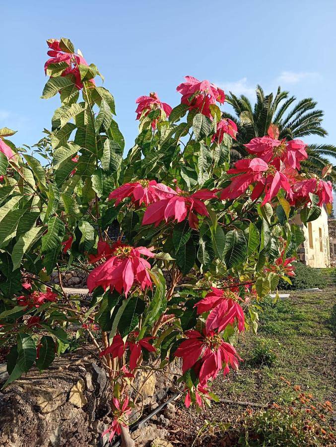 Finca Las Tapias, Casa Mañé in El Durazno, Puerto de la Cruz