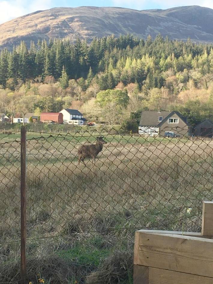 Location de vacances pour 4 personnes, avec vue sur le lac ainsi que vue et jardin, animaux acceptés à Glencoe - 4