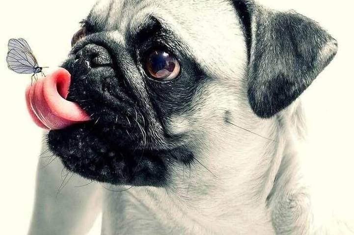 Ferienhaus für 7 Personen, mit Sauna und Garten, mit Haustier in Norden-Norddeich