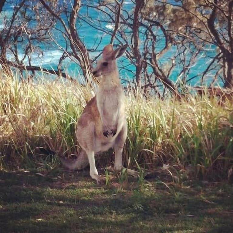 Fish Auf Straddie in Point Lookout, Brisbane