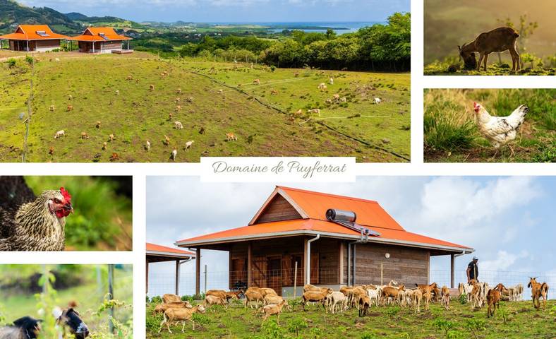 Chambre d’hôte pour 4 personnes, avec piscine et jardin en Martinique - 2