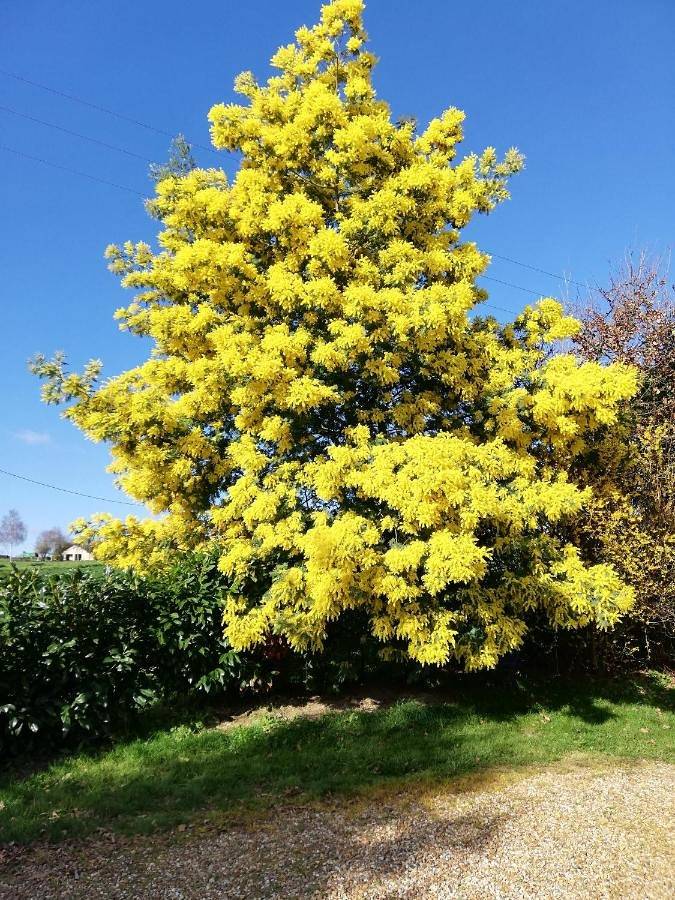 La haye Georget in Feneu, Région d'Angers