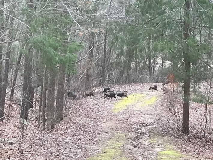 Log cabin for 9 people, with yard in Arkansas