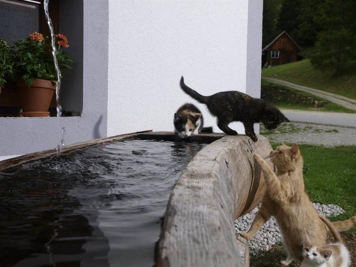 Bauernhof für 4 Personen, mit Garten und Terrasse in der Steiermark - 3