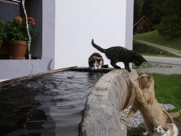 Hütte für 4 Personen in Sölk, Liezen und Umgebung, Bild 2