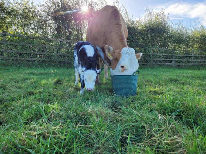 Cottage für 4 Personen, mit Seeblick, kinderfreundlich in Irland - 4