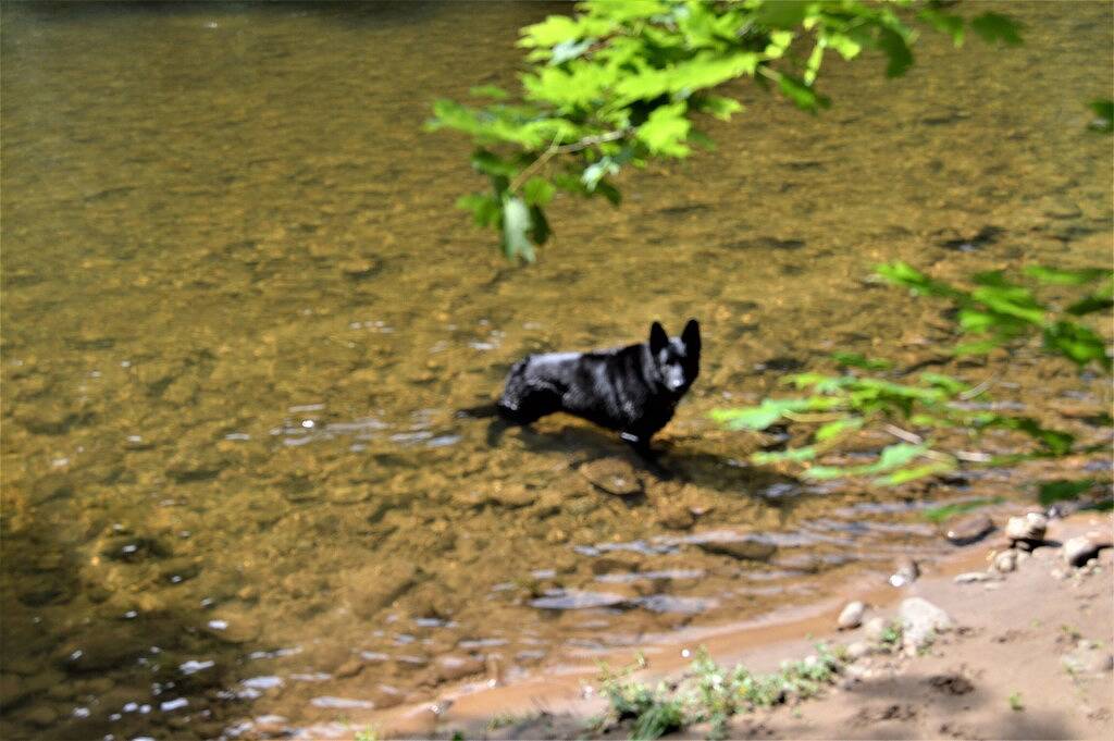 Riverfront! Whirlpool ! Privatgelände. Haustierfreundlich. Volles Personal in Seneca Rocks
