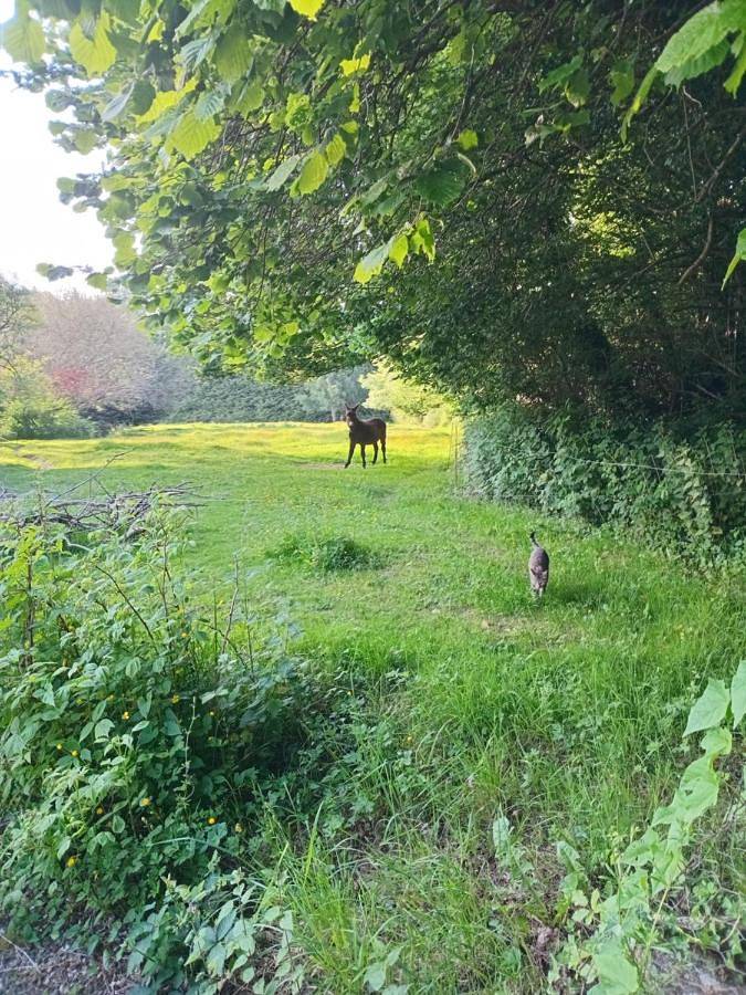 Location de vacances pour 7 personnes, avec jardin, animaux acceptés à Bourbriac - 3