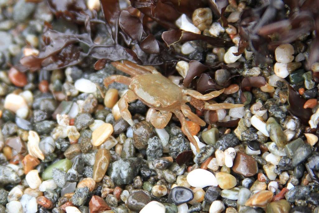 Atemberaubende Aussicht auf das Meer von jedem Zimmer aus! - Weg Zum Strand! - Gratis Wifi ! in California North Coast