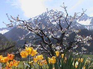 Hütte für 2 Personen, mit Balkon in Bad Hindelang - 4