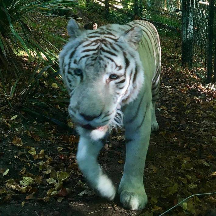 Location de vacances pour 2 personnes, avec jardin et sauna ainsi que piscine et vue, animaux acceptés à Pruniers-en-Sologne - 3