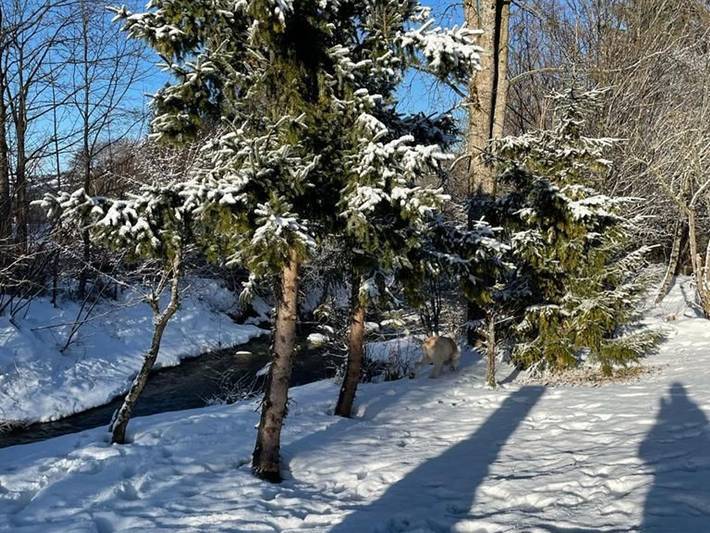Ferienpark für 4 Personen, mit Terrasse und Garten sowie Pool, kinderfreundlich in den Bayerische Alpen - 3