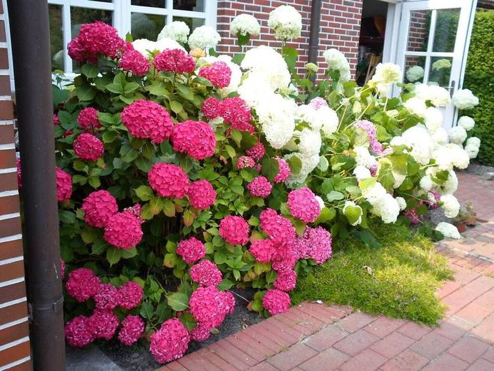 Ferienhaus für 3 Personen, mit Balkon in Horumersiel - 4