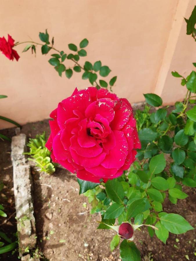 El Oasis Hotel y Restaurante in Provincia de Chiriquí