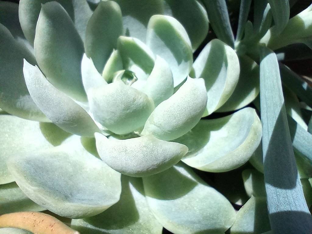 Belair - ein Pad aus der Mitte des Jahrhunderts im Herzen von Berry in Berry (NSW), New South Wales