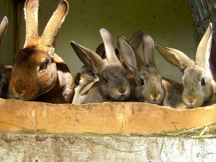 Ferienhaus für 4 Personen, mit Garten auf Usedom - 2