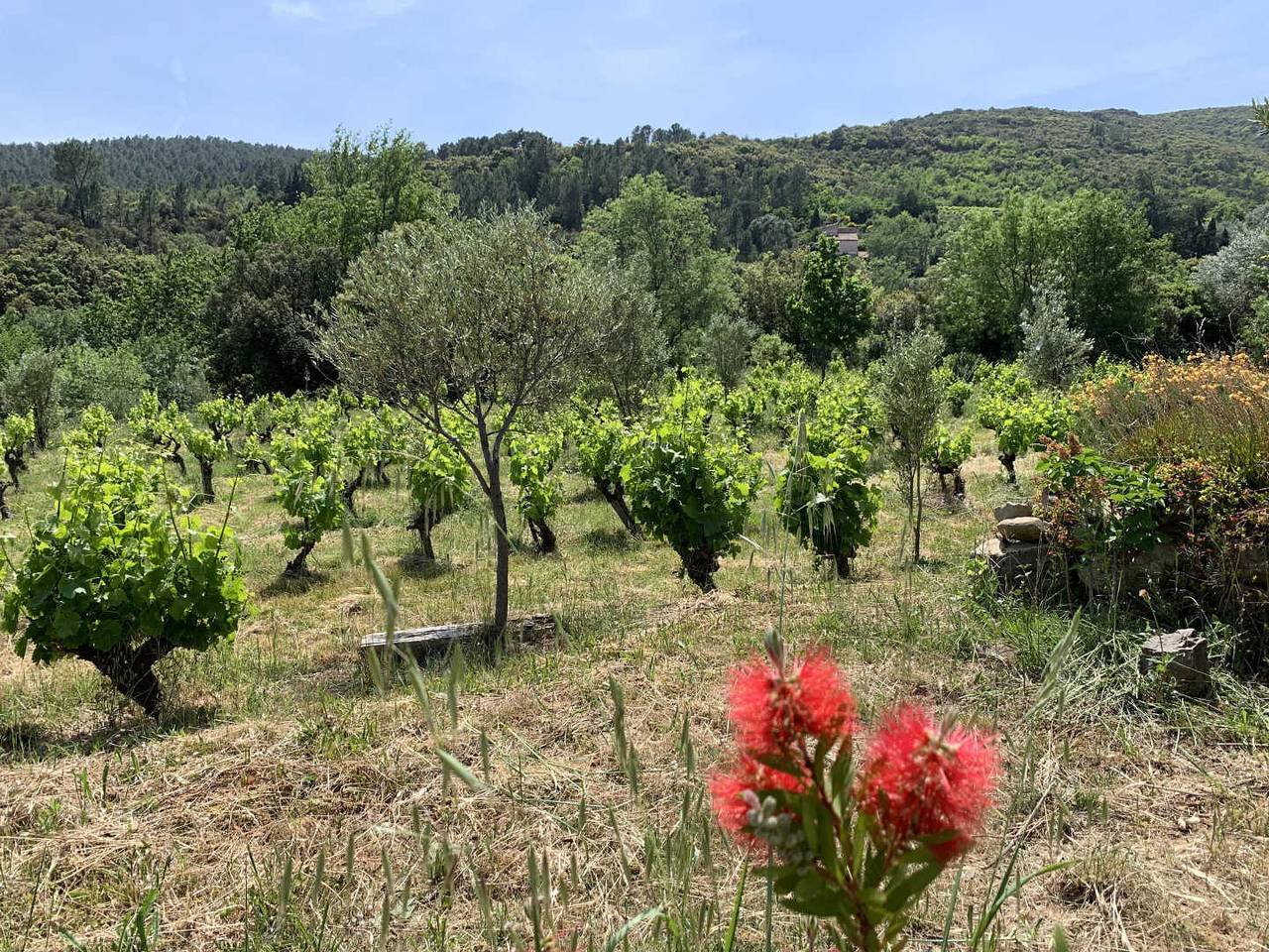 La Maison du Haut Languedoc - Séjour Secret in Berlou, Region de Béziers