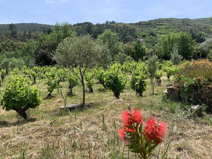 Gîte pour 4 personnes, avec Jacuzzi et Terrasse ainsi que Jardin et Piscine dans l' Hérault - 3