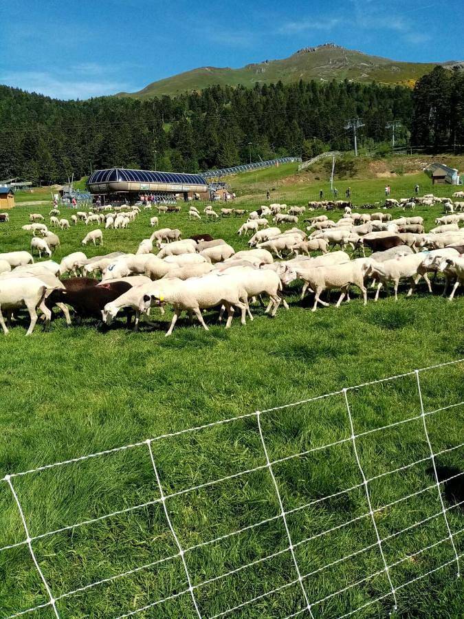 Appartement entier, Petunias in Vic-sur-Cère, Région d'Aurillac