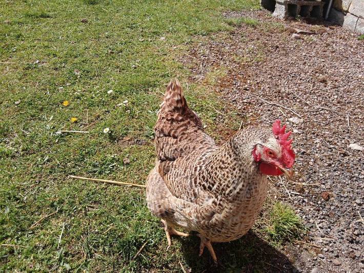 Gîte pour 3 personnes, avec terrasse ainsi que jardin et vue dans Le Clerjus - 3
