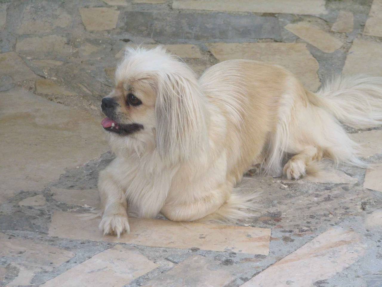 Ganze Ferienwohnung, Ferienwohnung mit schönem Garten in Medulin Stadt, Medulin