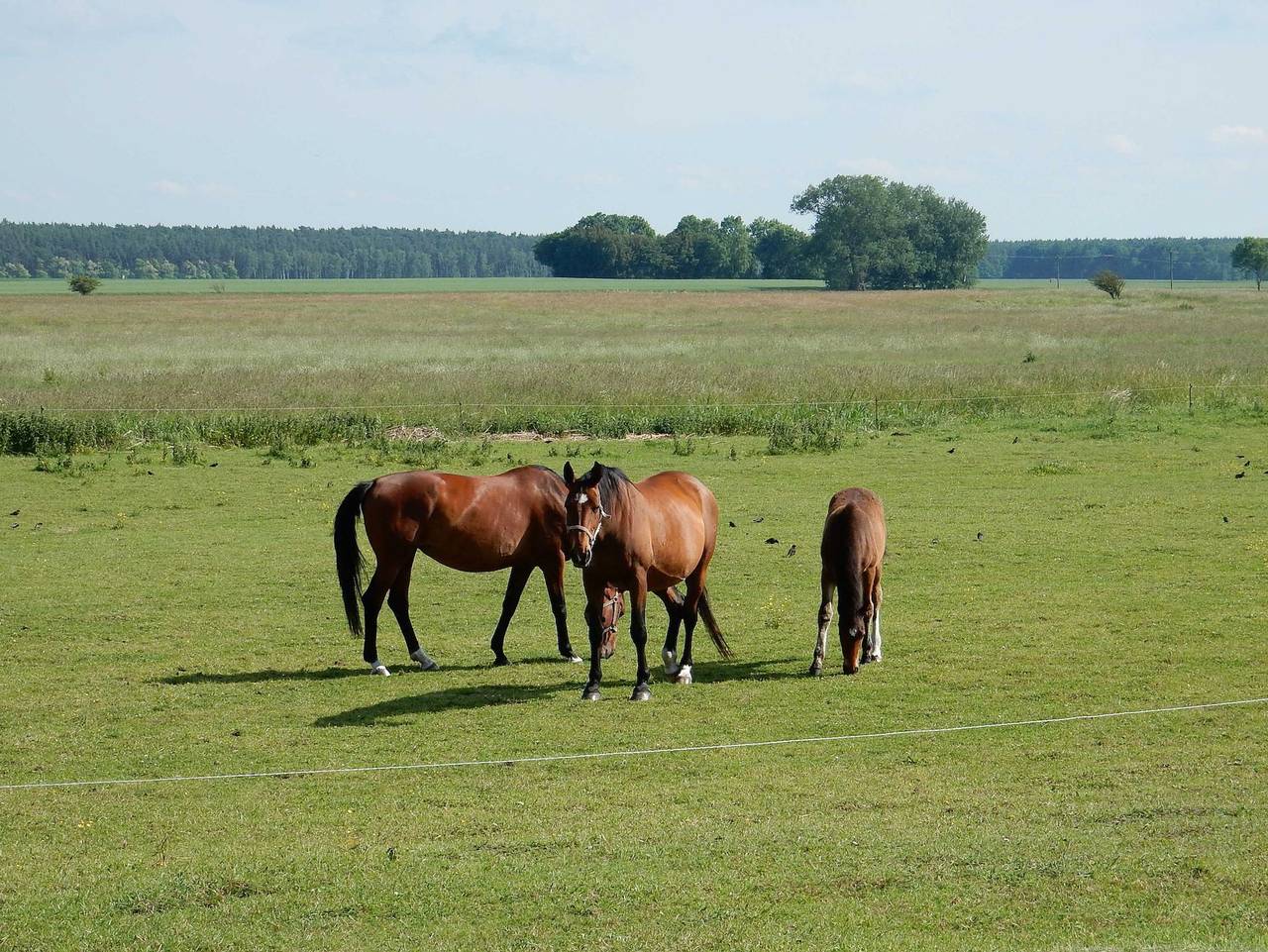 Ganze Ferienwohnung, Fewo We 6402 Ferien u Angeln auf Rügen-ruhige Lage,Garten! - Ferienwohnung Hof in Trent, Rügen