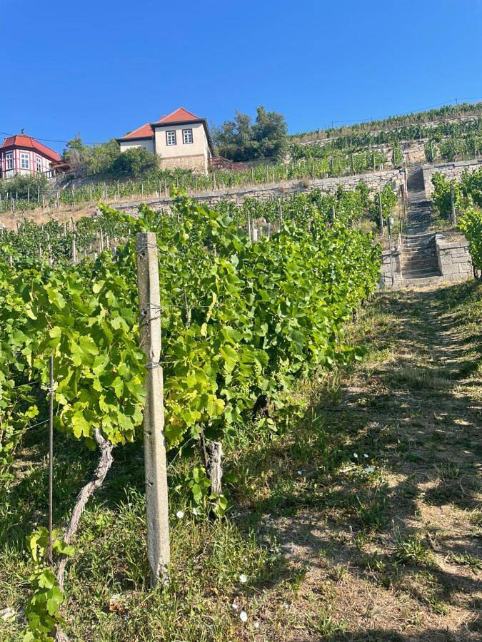 Ferienhaus Traminer im Weinberg in Freyburg (Unstrut), Saale-Unstrut