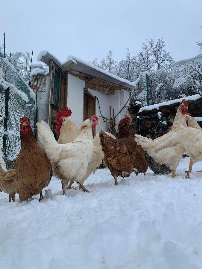 Hotel Rural El Sestil in Vega de Liébana, Cordillera Cantábrica