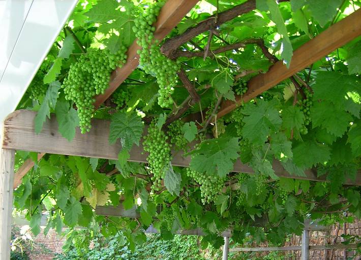 Pension für 2 Personen, mit Terrasse und Balkon/Terrasse in Meißen - 3