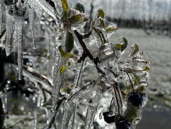 Ferienwohnung für 3 Personen, mit Garten, mit Haustier in Altes Land Stade - 4