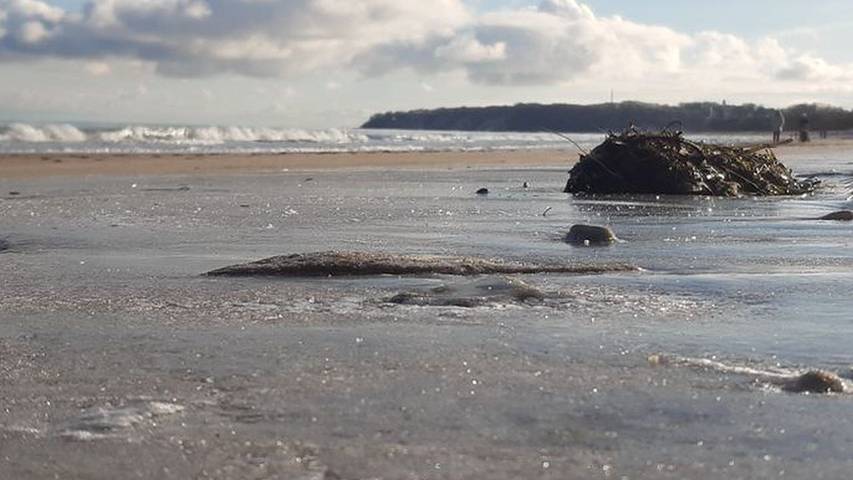 Ferienwohnung für 2 Personen, mit Balkon, mit Haustier in Lobbe - 3