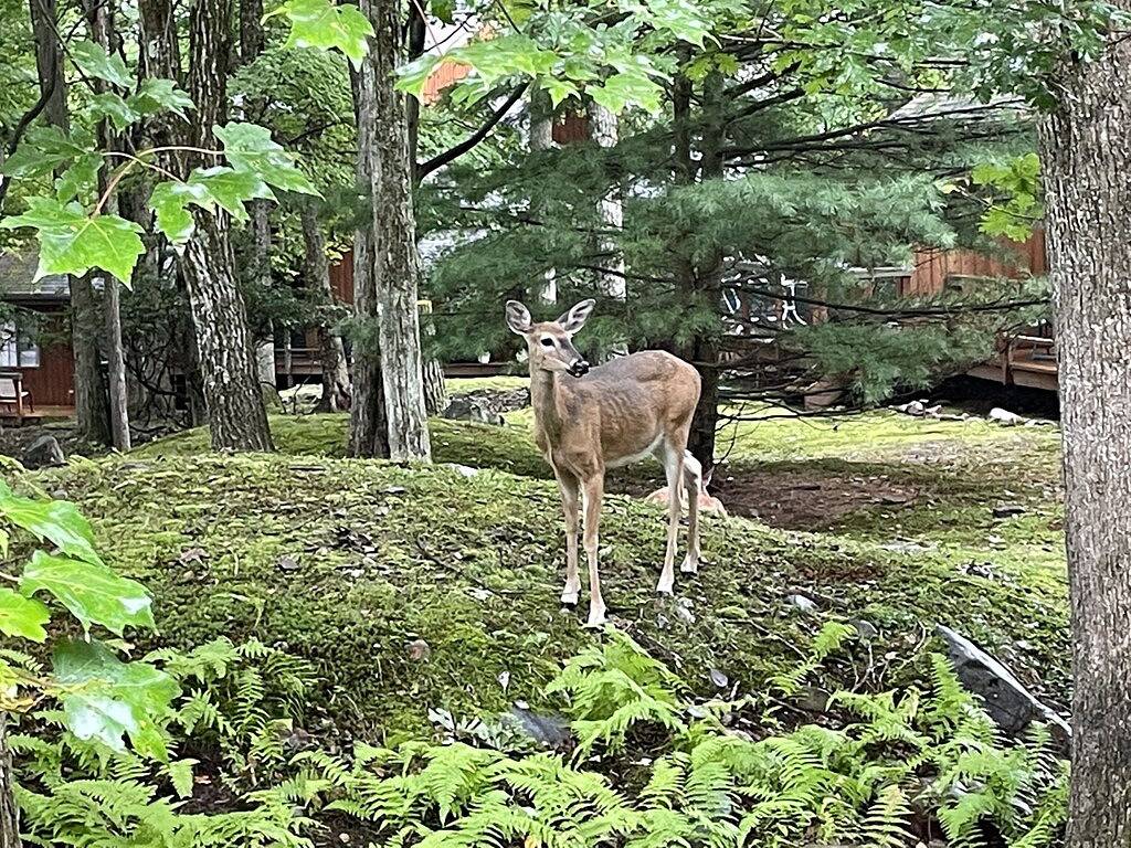 Boulder Lake Retreat in Hickory Run State Park