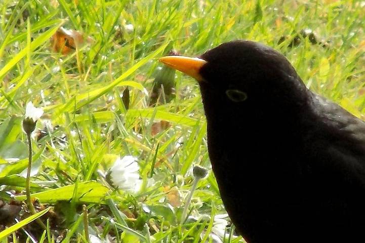 Ferienwohnung für 5 Personen, mit Garten - 1